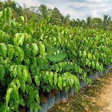 Cây gỗ sao đen giống