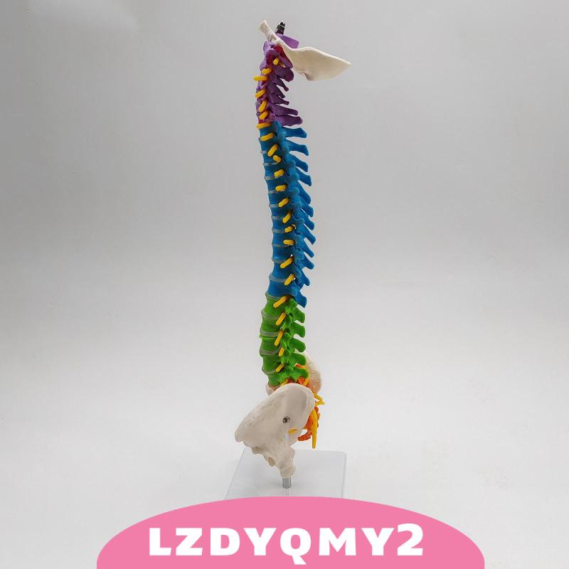 Giá Đỡ Mô Hình Xương Cột Sống Linh Hoạt Có Chân Đứng Pelvis