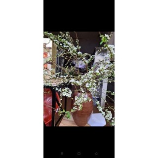 Cành tuyết mai ngủ đông