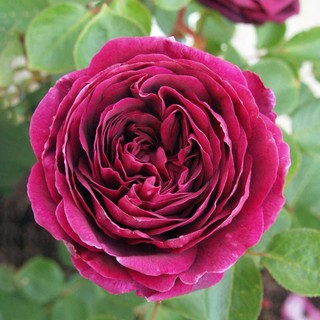 Hoa hồng Dark Lady Rose - hồng bụi, hoa to, thơm