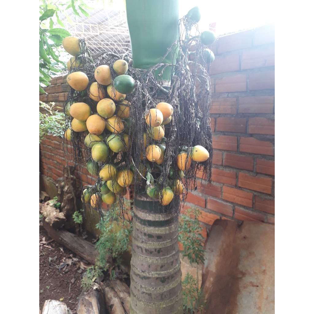 CÂY GIỐNG CAU LAI [ GIỐNG CHUẨN NHƯ HÌNH ] [GHN Express]