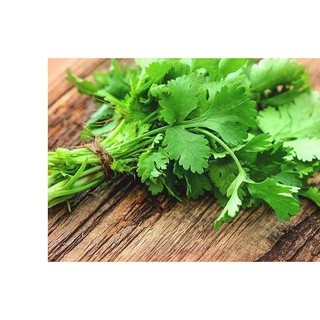 15gr hạt giống rau mùi ngò ta