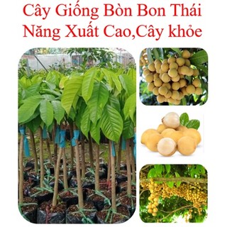 Cây giống Bòn Bon Vàng Thái Lan, Cây Giống Khỏe, Năng Xuất Cao,Giá Trị Kinh Tế Cao
