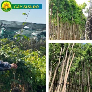 Cây giống Sưa Đỏ giống cây lấy gỗ mang lại giá trị kinh tế cao