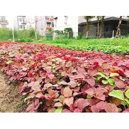 Hạt giống rau dền đỏ 10 gram