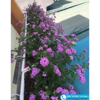 HOA NGŨ SẮC TÍM RỦ