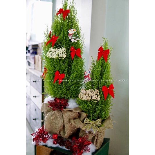 Tùng Thơm JUN GARDEN size tùng chanh