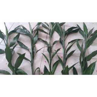 Cành cây phát lộc