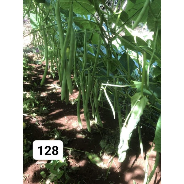 Đậu cove Sen Hồng SH128 gói 100gam