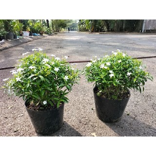 Cây mai vạn phúc (mai tiểu thư)
