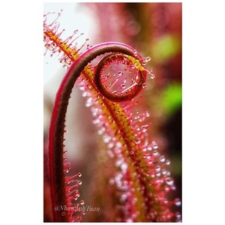 Gọng Vó Drosera Adelae bắt côn trùng