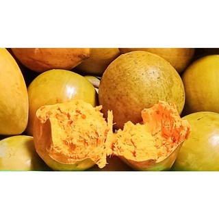 Cây Ô Mai (Trứng Gà)