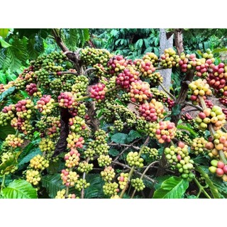 CÂY CÀ PHÊ GHÉP ( GIỐNG GHÉP SIÊU TRÁI SIÊU SỚM)