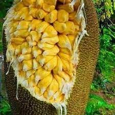 Cây giống mít tố nữa ghép