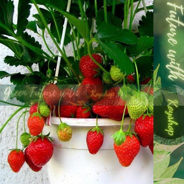 Hạt giống Dâu Tây chịu nhiệt Etna màu đỏ tươi, mọng nước-- Rado Seeds X 2 gói - Giá sỉ tốt hơn!
