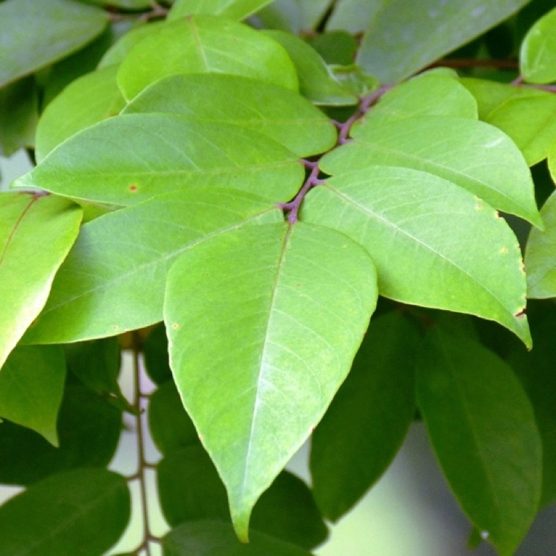 1kg lá khế chua tươi nhà trồng