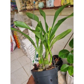 Lan hoàng hậu xanh ( chậu lớn 2-3 thân)
