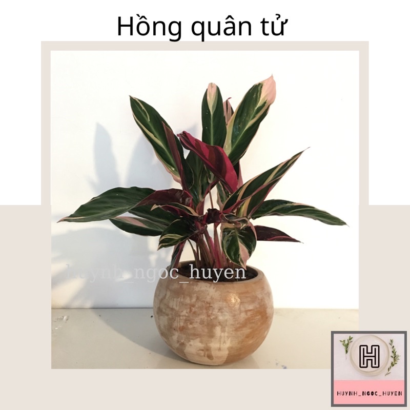 Cây hồng quân tử (3 thân)