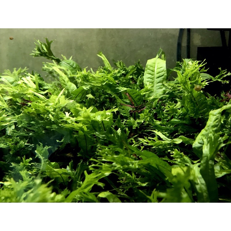 Cây thủy sinh - Dương xỉ sừng hưu.