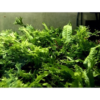 Cây thủy sinh - Dương xỉ sừng hưu.