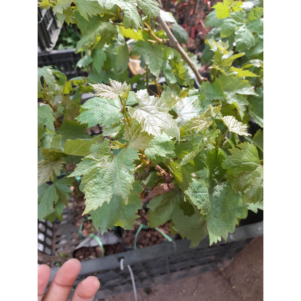 Giống Nho Mỹ  Không Hạt+Tặng kèm phân trùn quế