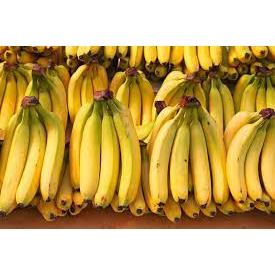 cây giống chuối lân đà lạt ( cây siêu sớm có bảo hành)