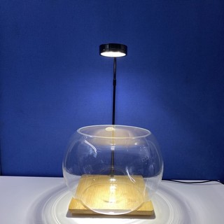 Combo bể thuỷ sinh mini tự setup, bể cá mini, bể cá văn phòng, bể cá để bàn