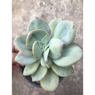 Sen đá bèo nhật đột biến