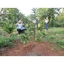 Cây giống bơ cuba trái to