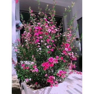 Tùng tuyết mai sẵn hoa sẵn nụ hoa quanh năm