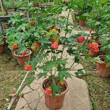 Cây bụp lồng đèn (giống hoa mới siêu đẹp)