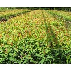 cây giống Bạch Đàn (giao siêu nhanh)