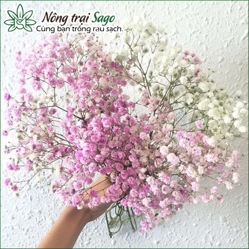 Hạt giống Hoa Baby Nhiều Màu, Dùng Làm Hoa Khô Trang Trí, Trồng Quanh Năm - Nông Trại Sago