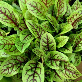50h hạt giống rau chua sorrel red vein lâu năm