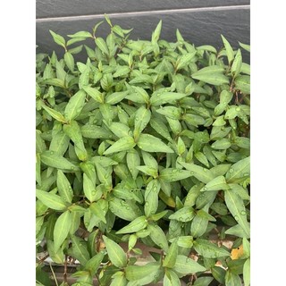 Cây rau răm ( bầu nhỏ)