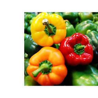 40h hạt giống ớt chuông ngọt mix màu