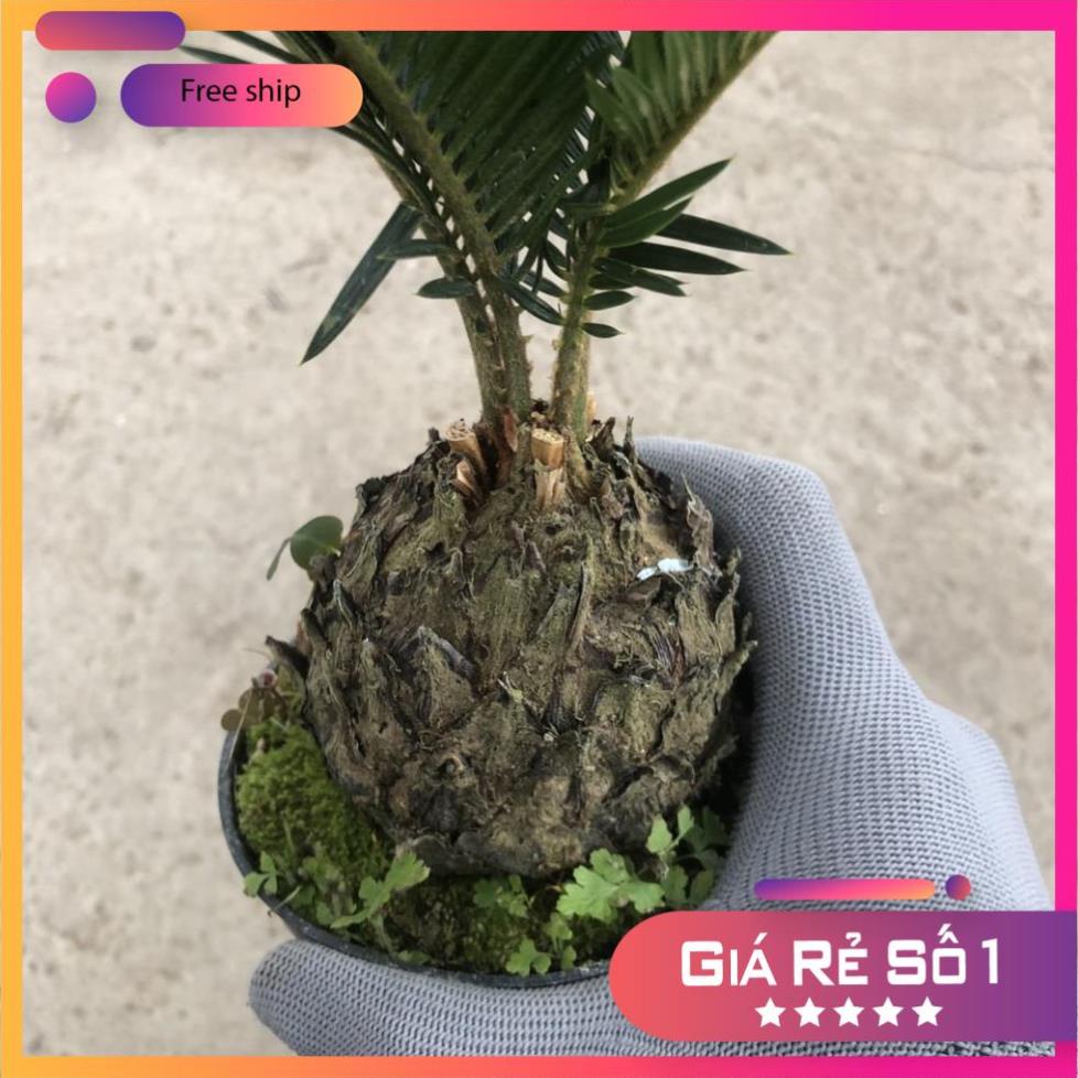 Cây vạn tuế mini, chiều cao cây 25-30cm lá cực đẹp thân to dễ chăm sóc