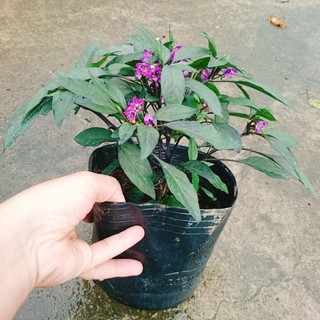 Cây Ớt Tím - cây ớt cảnh - caykiengsadec