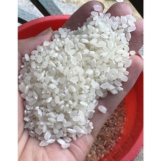 Gạo séng cù tròn