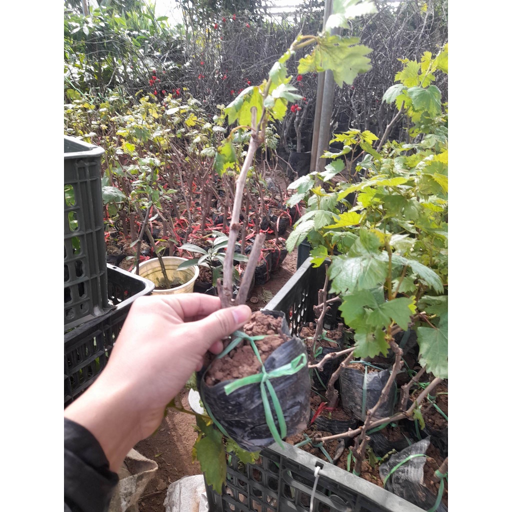 Giống Nho Mỹ  Không Hạt+Tặng kèm phân trùn quế