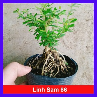 Cây Linh Sam 86 - cây cảnh bonsai để bàn - caykiengsadec