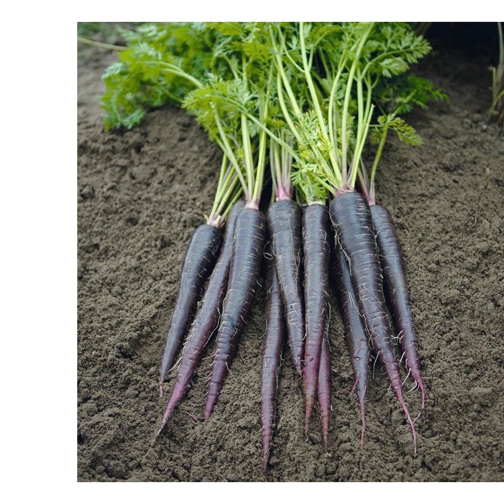 150h Hạt Giống Cà Rốt Đen Tím Black Giàu Anthocyanin