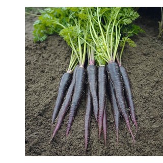 150h hạt giống cà rốt đen tím black giàu anthocyanin