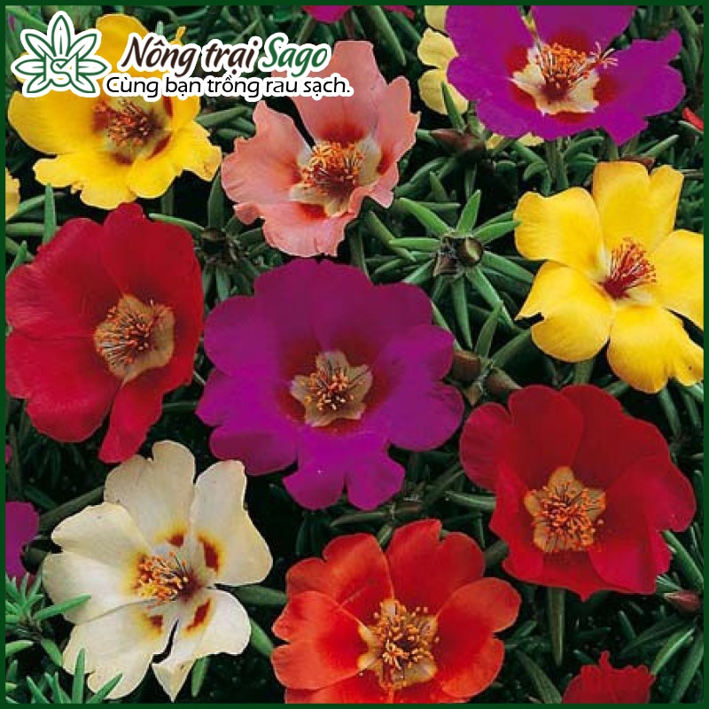 Hạt giống Hoa Mười Giờ Cánh Đơn Nhiều Màu, Dễ Trồng - Nông Trại Sago