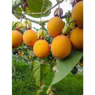 Cây giống chanh leo ngọt colombia