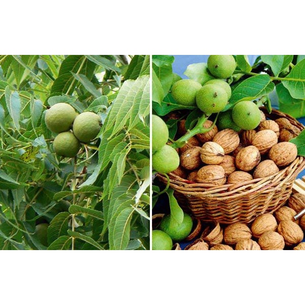 500gr Nhân hạt óc chó vàng Mỹ đã tách vỏ