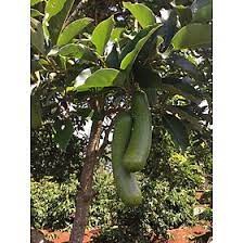 Cây giống bơ ngón tay loka
