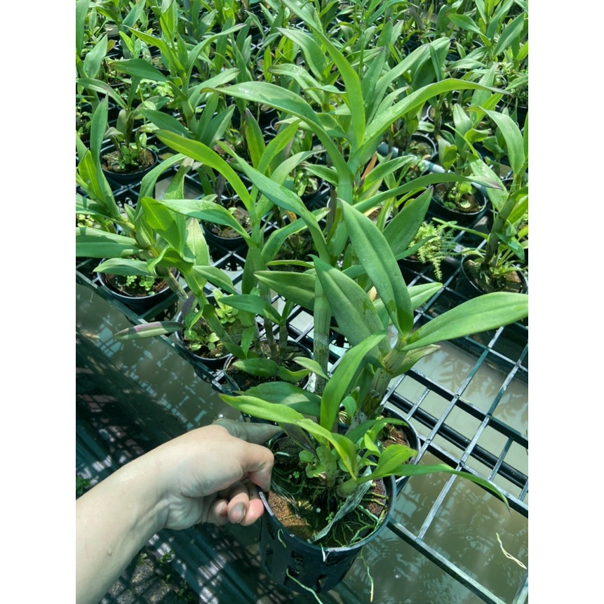 Hoa Lan Ngọc Trai Đỏ Nhung, chậu cây trưởng thành, nhiều thân, cây khỏe đẹp