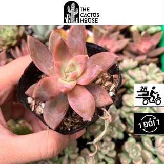 Sen đá đá đỏ soenshop 2.5-4cm, sen đá vỉ size mini để bàn, khoẻ đẹp, lỗi 1 đổi 1