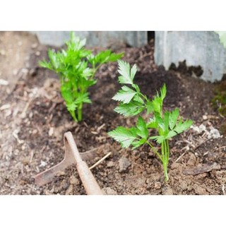 Hạt giống cần tây 5gr